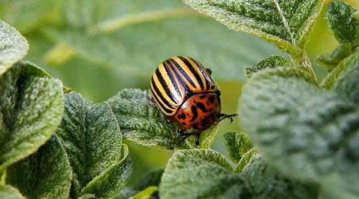 Types of Pests – Identify them Early