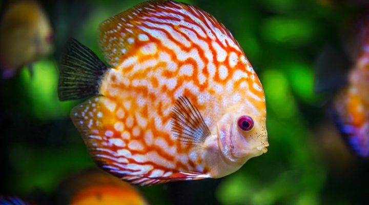 Benefits of Having a Fish Aquarium at Home