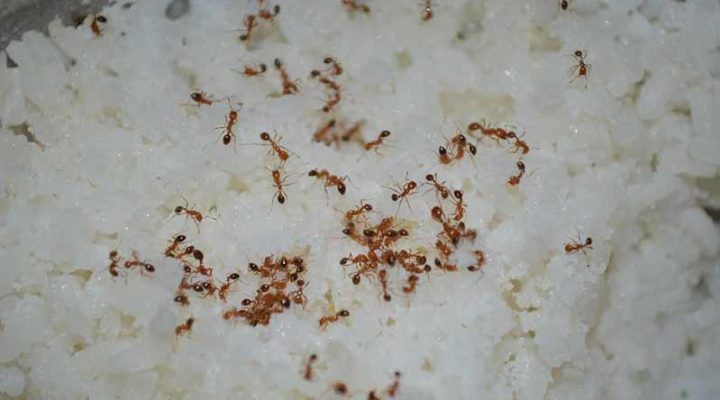 7 Tips to Kill Ants Easily At Home