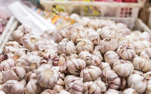 How To Plant and Grow Garlic