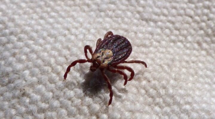 Tips for Relieving Dust Mite Allergies