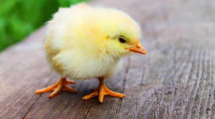 Protect your Chickens from these 6 Common Diseases