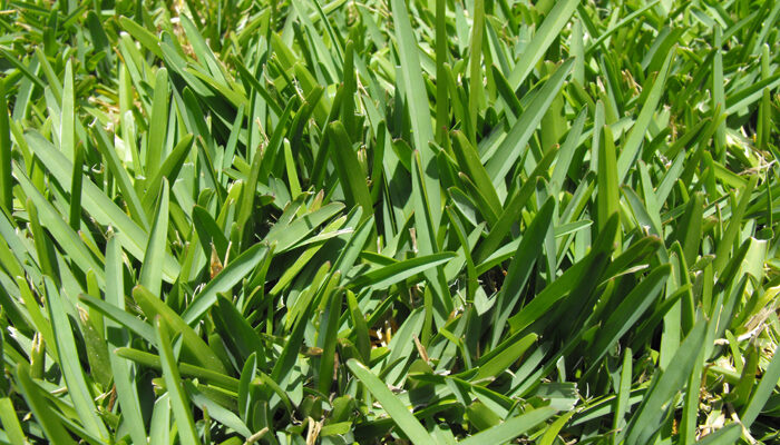 How Often Should You Mow St Augustine Grass?