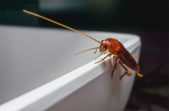 3 Warning Signs Of A Pest Infestation In Your Home