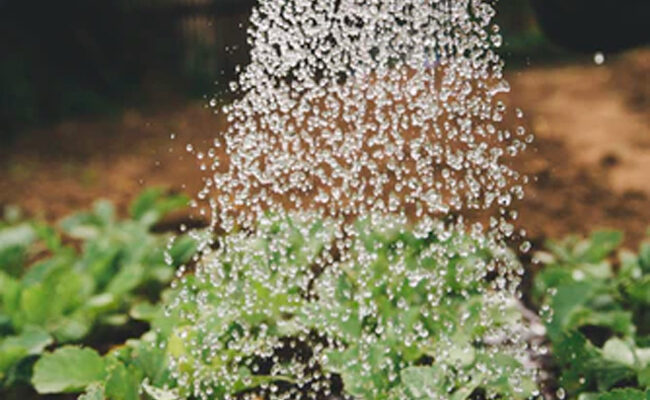 8 Garden Watering Mistakes You’re Probably Making