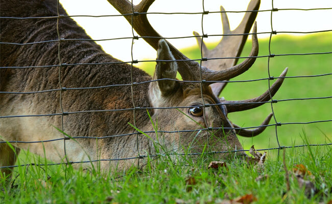My Deer: What Height Does a Deer Fence Need to Be?
