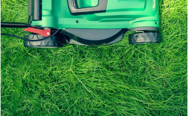 Are you planning to build a lawn? Complete guide