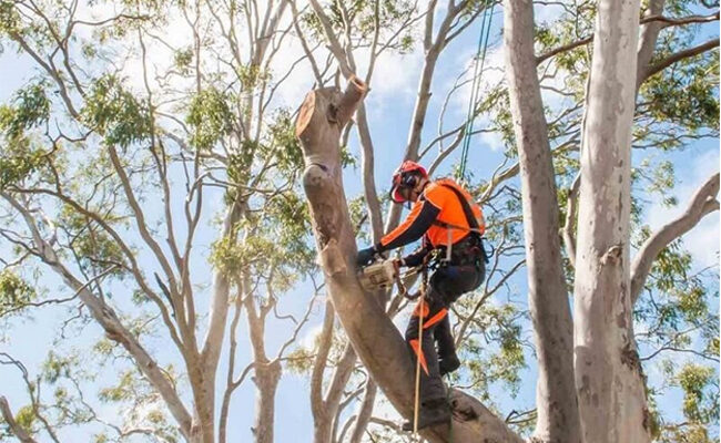 Understanding the Use for Tree Services