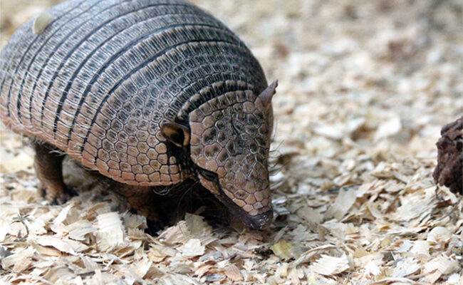 Dealing With Armadillos: Quick Guide on Catching and Preventing Them