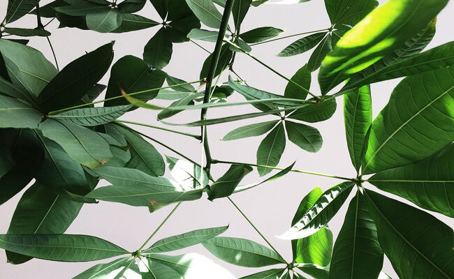 Common Questions You May Have About Caring for Your Umbrella Plant