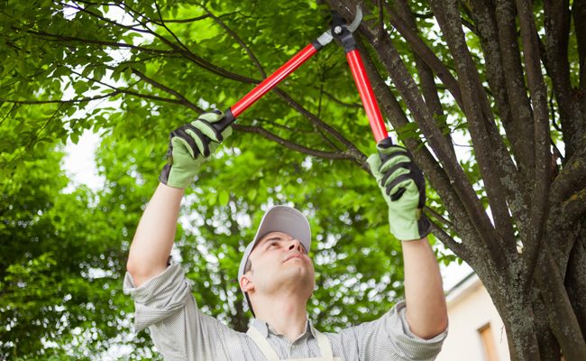 7 Must-Have Tree Trimming Tools
