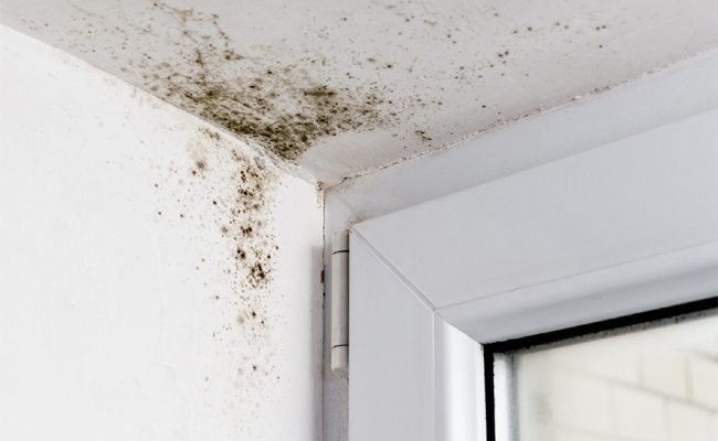 How to Get Rid of Damp in Your Property