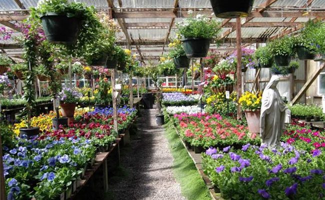 Things You Should Know About Plant Nurseries
