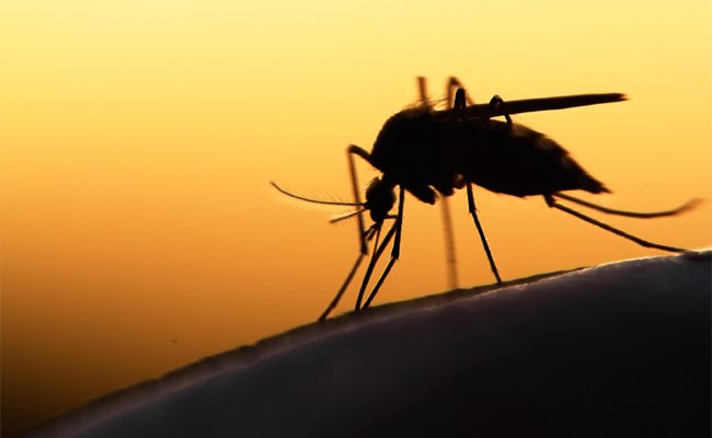 mosquito treatments