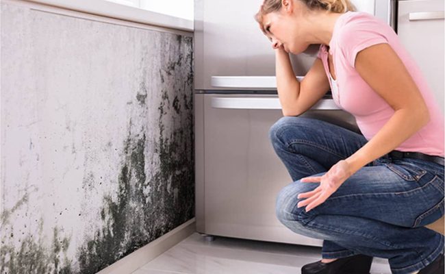 Why Get Professional Mold Removal Services & How