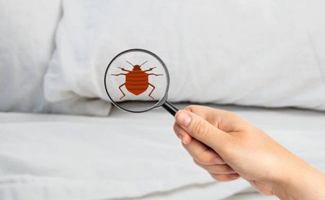 How To Choose The Right Bed Bug Control Strategies And Experts
