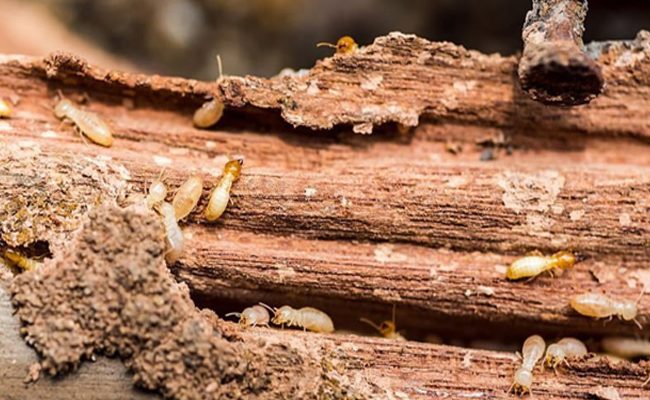 How Much Does A Termite Inspections Cost?