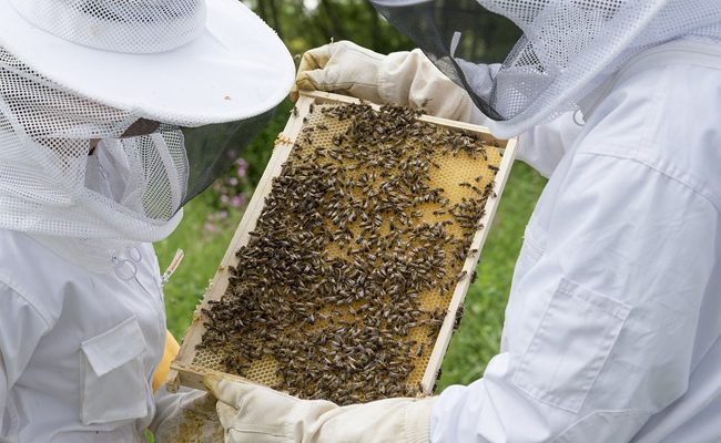 7 Tips for Success in Beekeeping