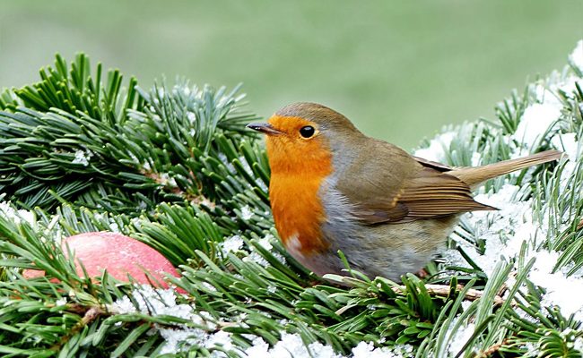 7 Tasks to Carry Out in Your Garden in Winter