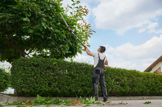 Tree Trimming Benefits Your Property’s Value