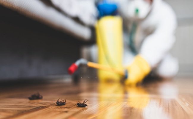 5 Best Pest Control Service Providers in Kuala Lumpur for Homes