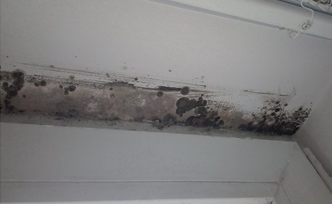 What spreads mold?