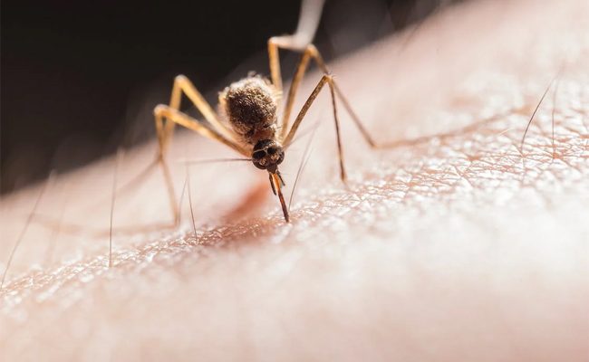 How to Control a Mosquito Infestation