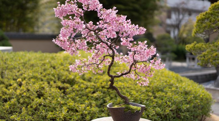 Cherry Blossom Bonsai Tree