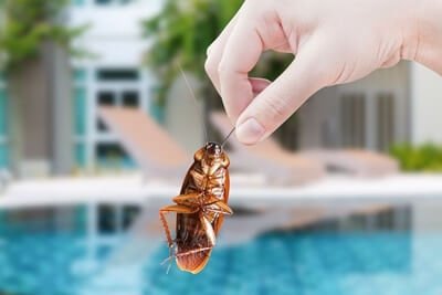 how to avoid bringing cockroaches home from vacation
