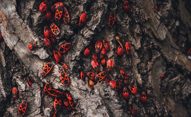The Red Bug Infestation: Causes and Prevention