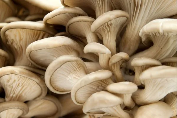 Can Cats Eat Oyster Mushrooms