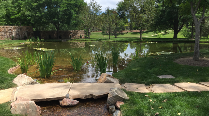 FAQs About Natural Swimming Ponds