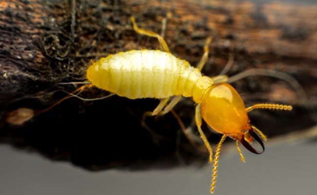 Termites Uncovered: Signs, Prevention, and Treatment Options