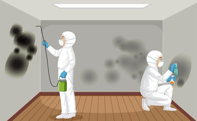 The Importance of Mold Inspection in Seattle Homes