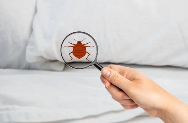 Sleeping Stress-Free: Proactive Steps for Bed Bug-Free Living