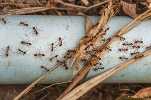 Termite Season: When to Begin Spotting Infestation Signs