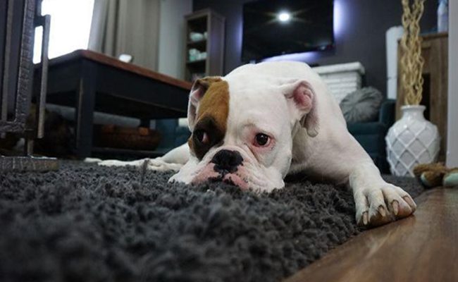 best color carpet for dog owners