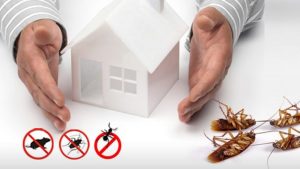 Most Common Pest Control Myths You Should Know